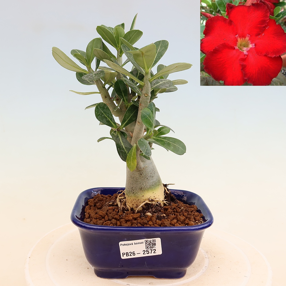 Pokojová bonsai - Adenium obesum Red Star - Pouštní růže