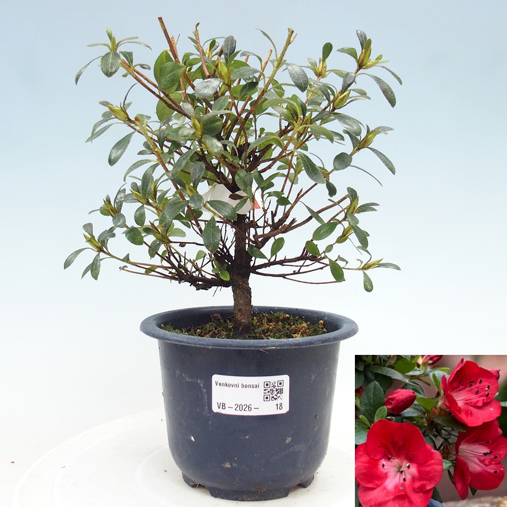 Venkovní bonsai - Japonská azalka - Azalea Benibeni