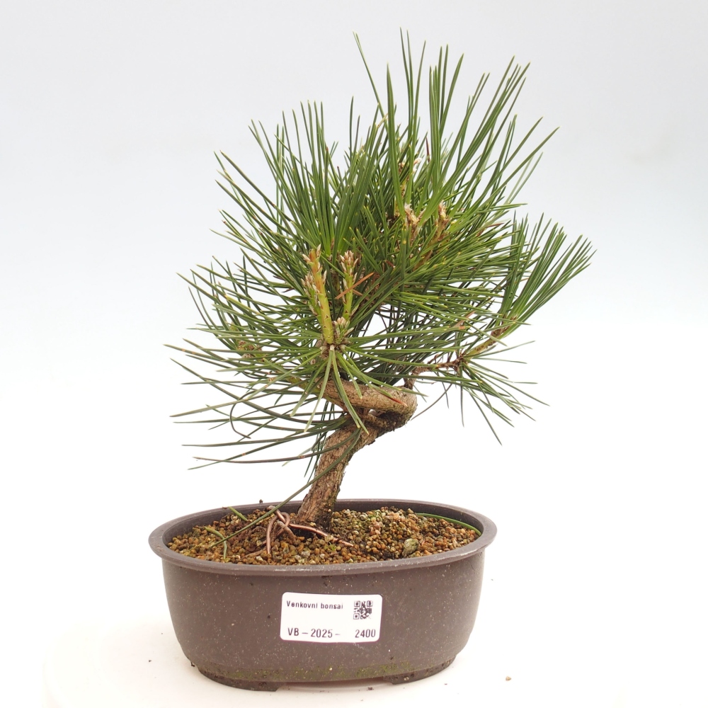 Venkovní bonsai - Pinus thunbergii - Borovice thunbergova