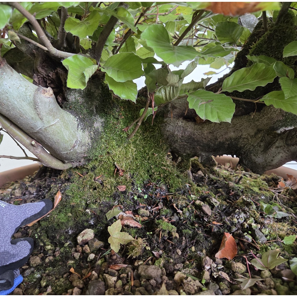 Venkovní bonsai-Fagus sylvatica