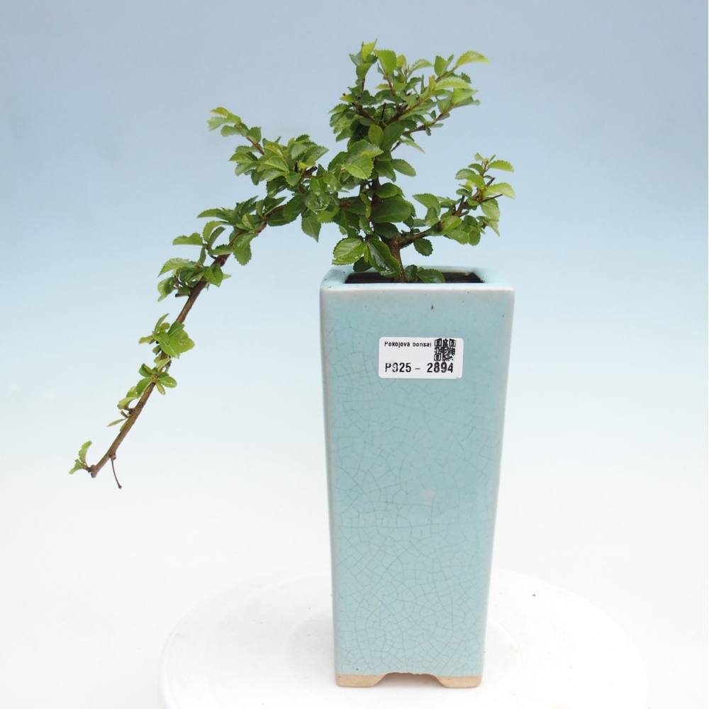 Pokojová bonsai - Grewia occidentalis - Hvězdice levandulová