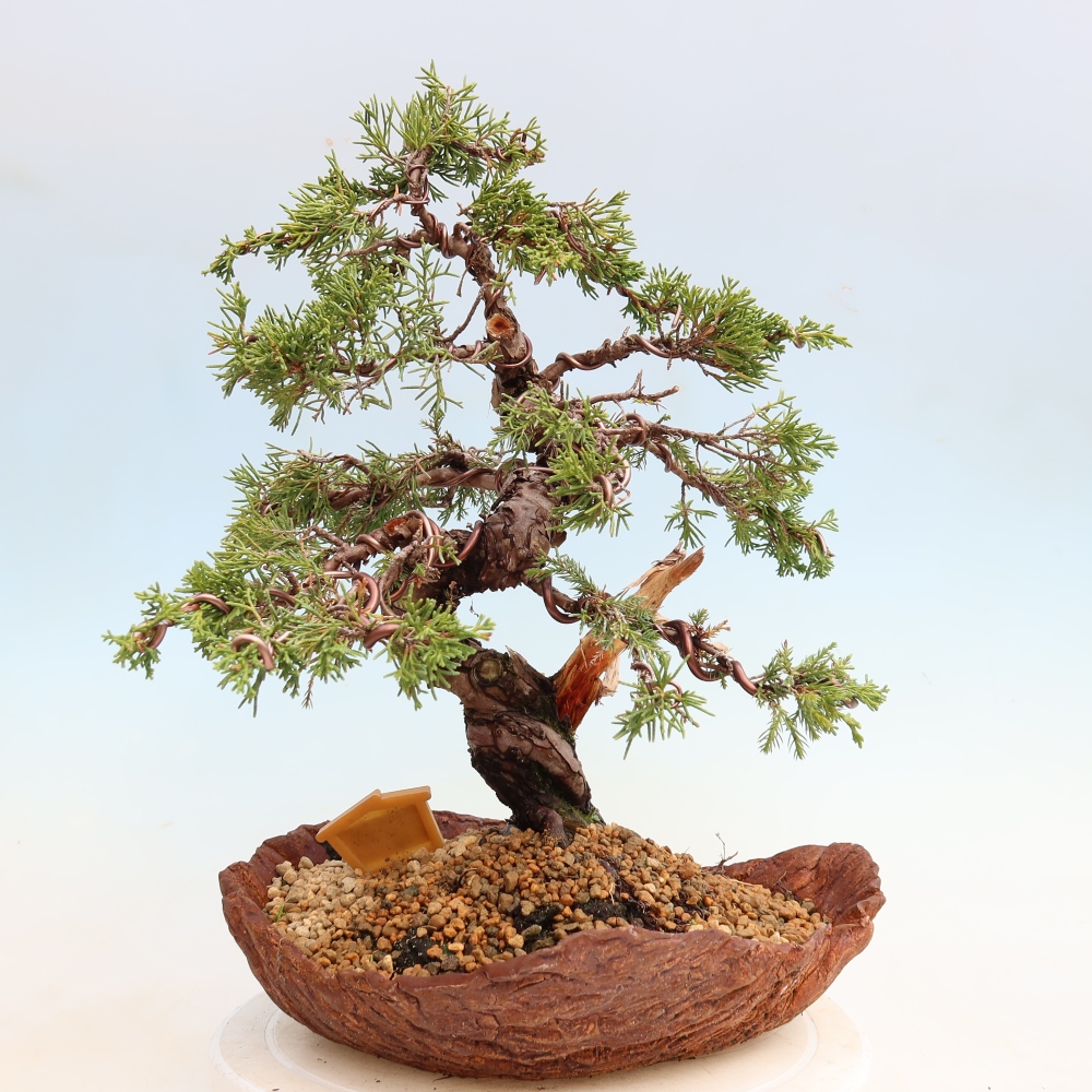 Venkovní bonsai - Juniperus chinensis Itoigawa-Jalovec čínský