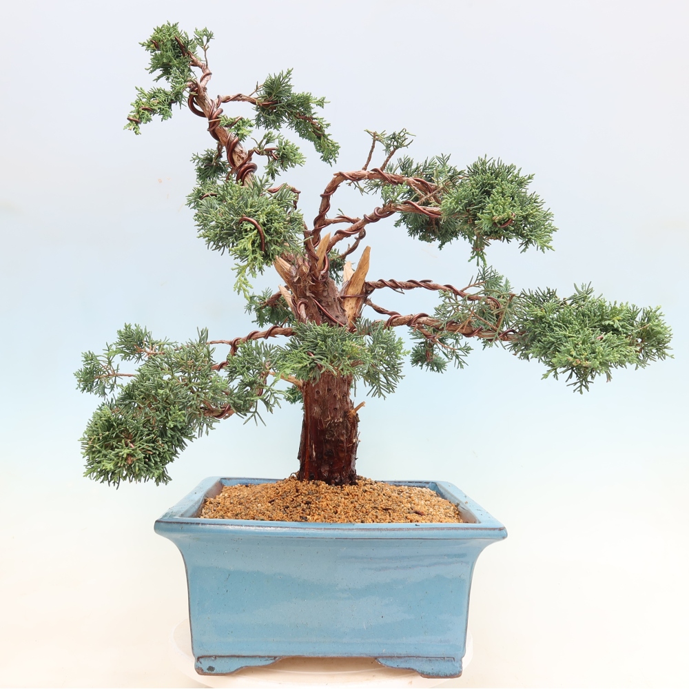 Venkovní bonsai - Juniperus chinensis Kishu -Jalovec čínský