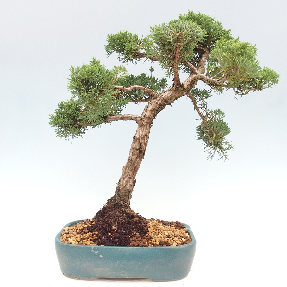 Venkovní bonsai - Juniperus chinensis  - Jalovec čínský 