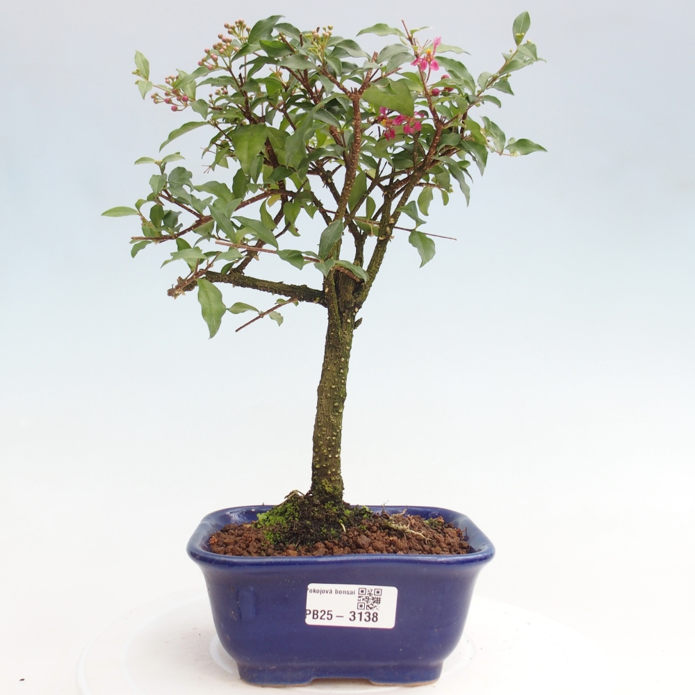Pokojová bonsai - Malpighia coccigera- Barbdorská třešeň