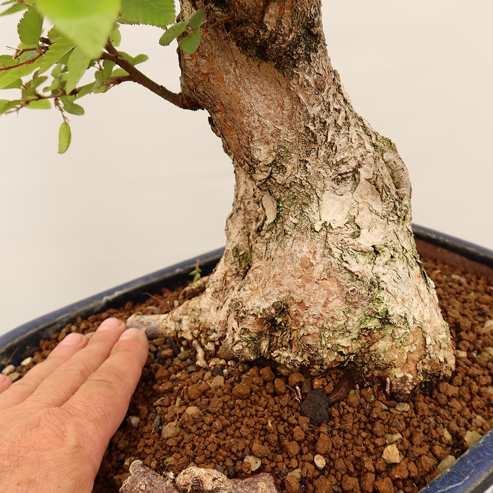 Venkovní bonsai -Carpinus Coreana - Habr korejský