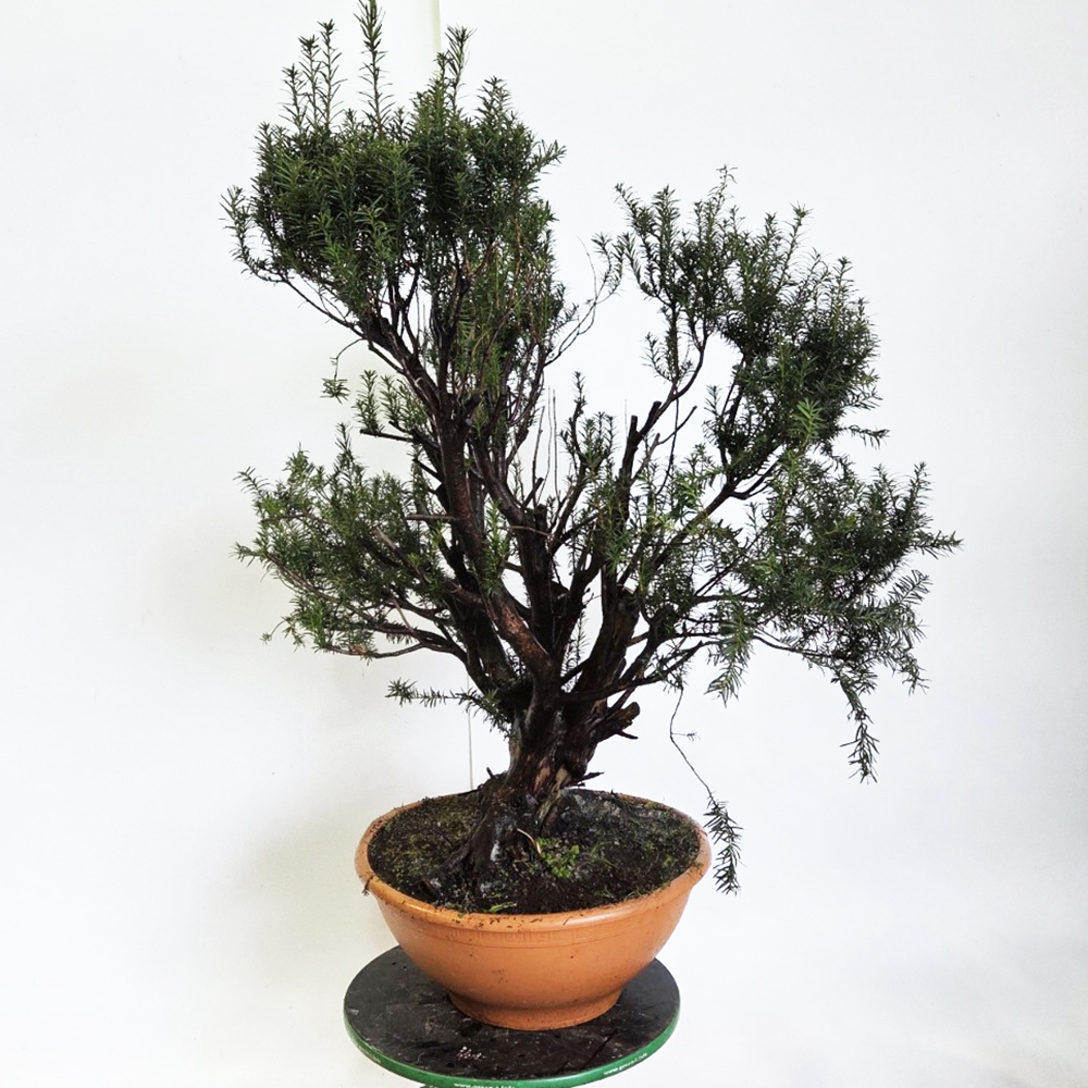 Venkovní bonsai Tis červený - Taxus bacata