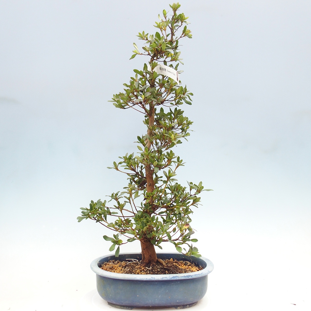 Venkovní bonsai - Japonská azalka - Azalea Karenai-no-tenshi