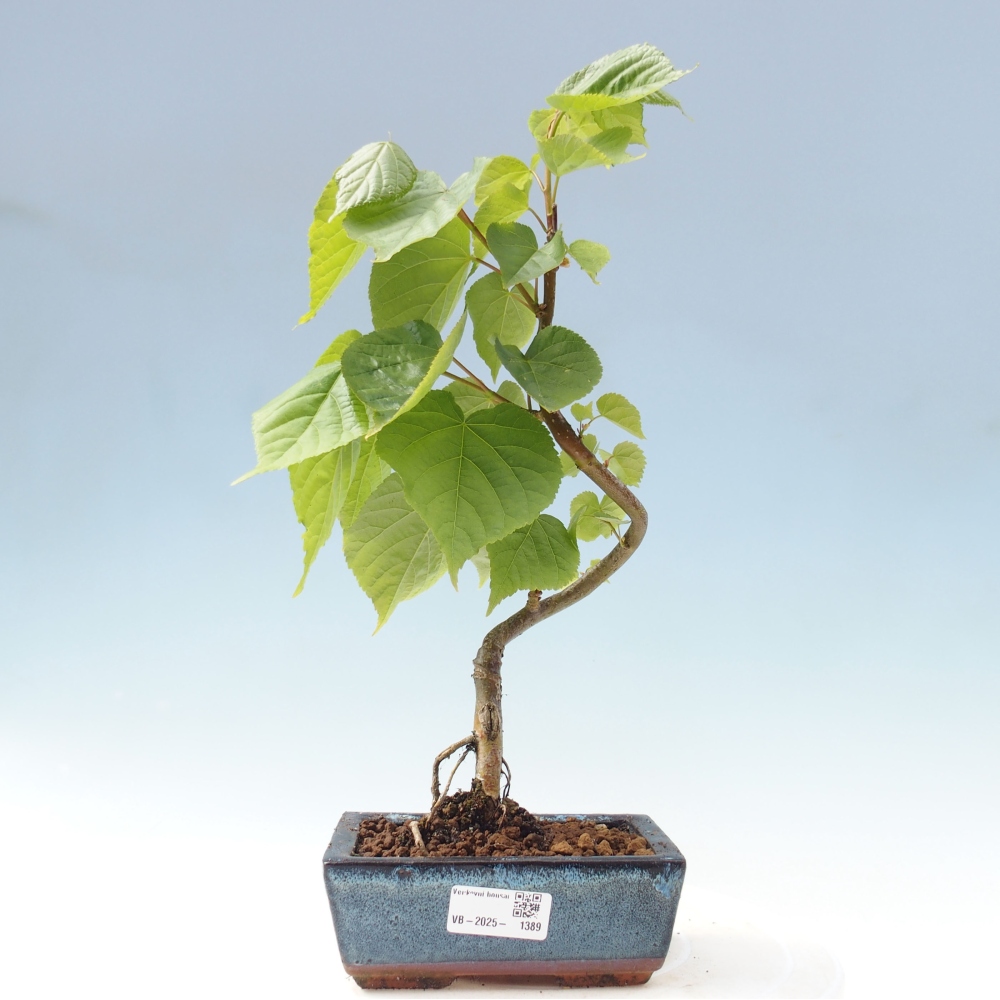 Venkovní bonsai - Lípa srdčitá - Tilia cordata