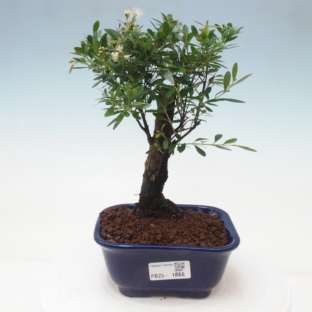 Pokojová bonsai - Syzygium - Pimentovník