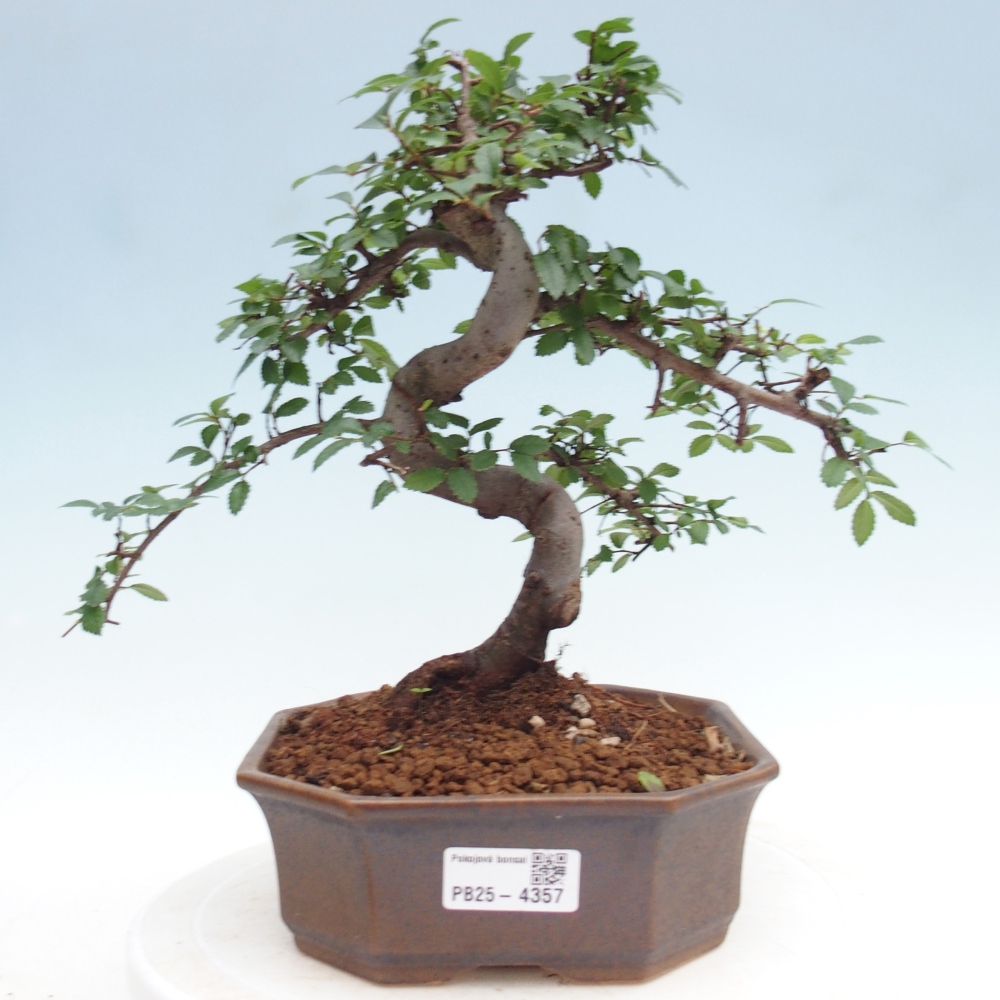 Pokojová bonsai - Ulmus parvifolia - Malolistý jilm