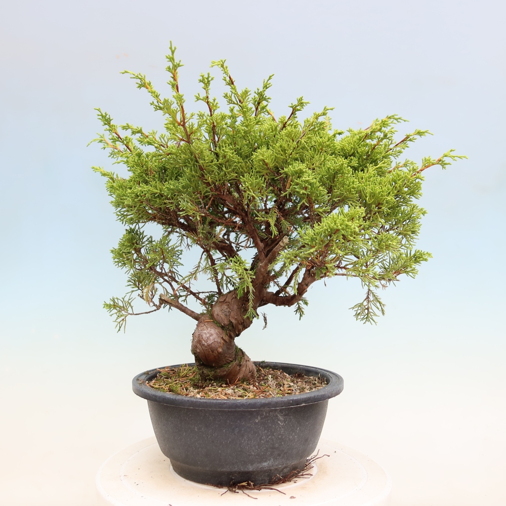 Venkovní bonsai - Juniperus chinensis Itoigawa-Jalovec čínský