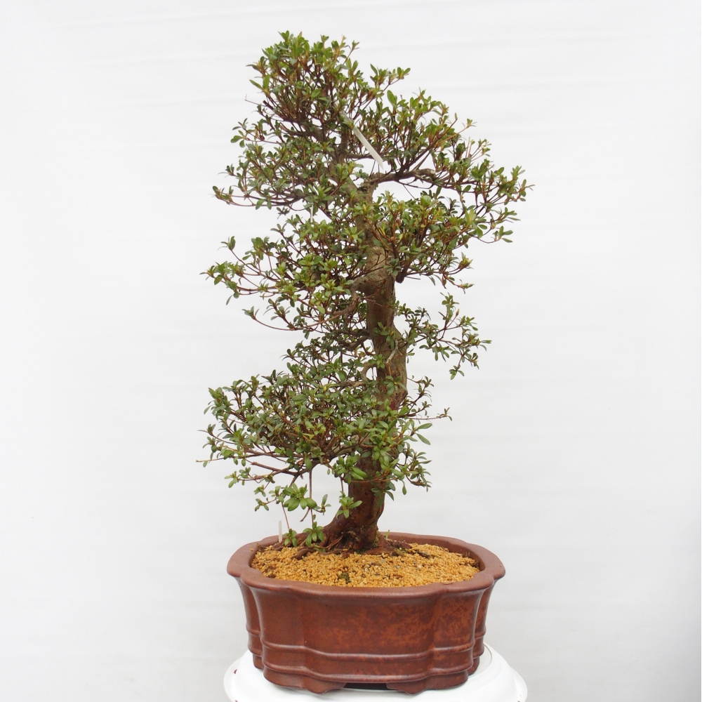 Venkovní bonsai - Japonská azalka - Azalea Shunen