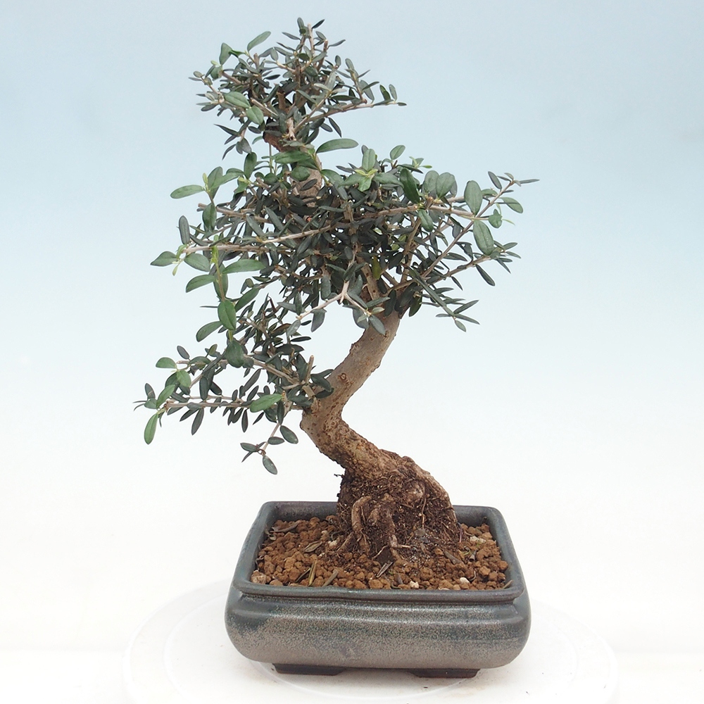 Pokojová bonsai - Olea europaea sylvestris -Oliva evropská drobnolistá
