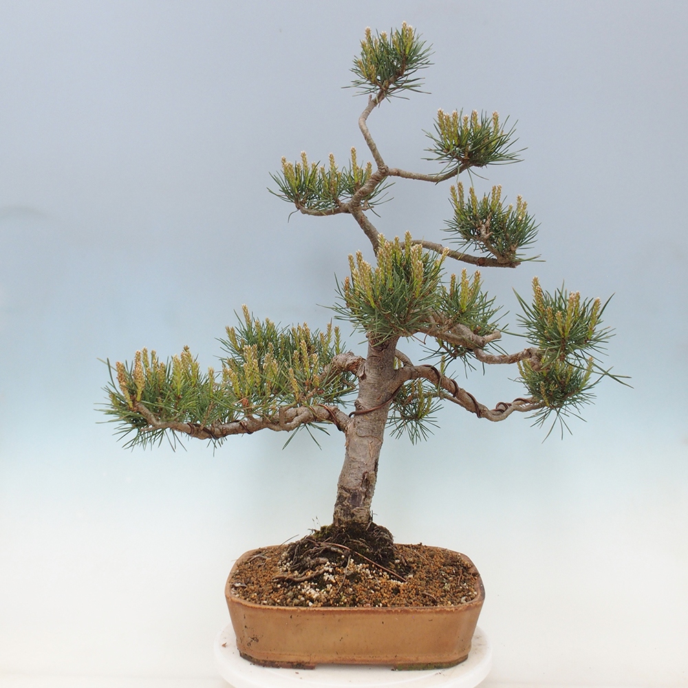 Venkovní bonsai - Pinus Sylvestris Watererri - Borovice lesní