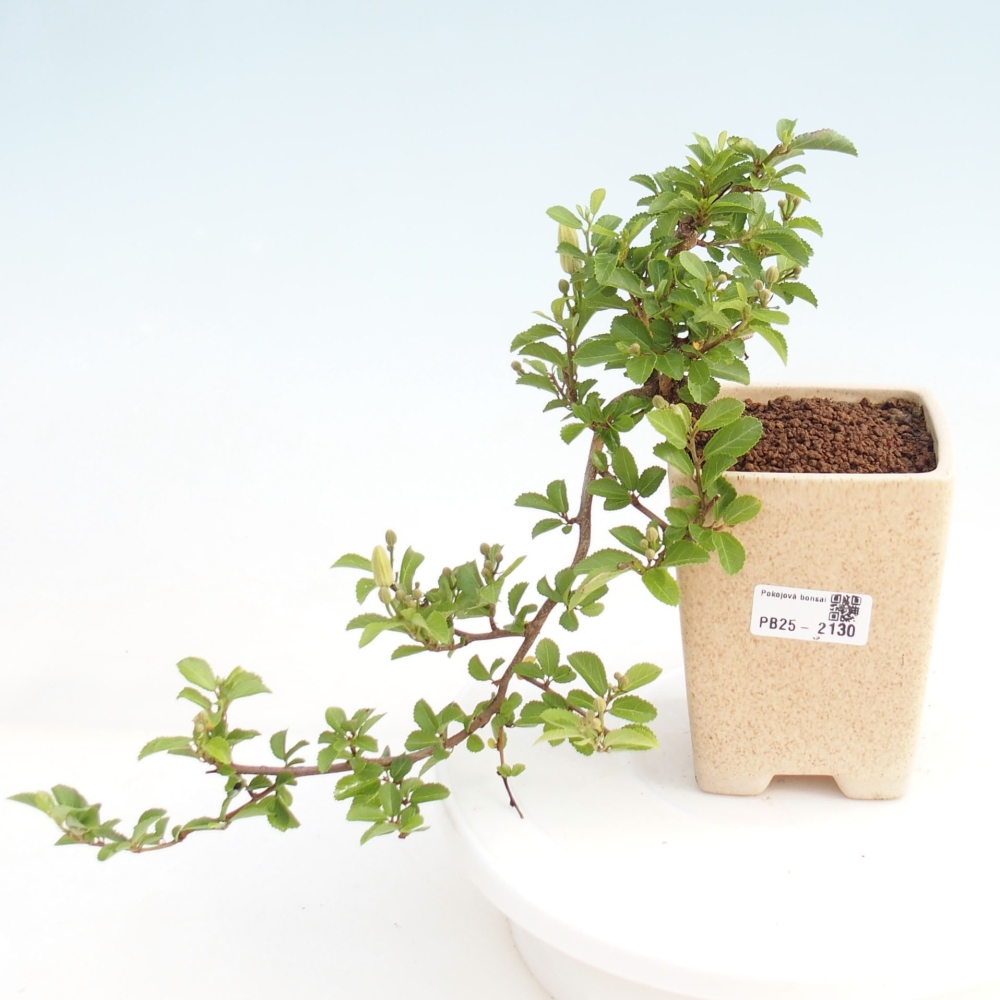 Pokojová bonsai - Grewia occidentalis - Hvězdice levandulová