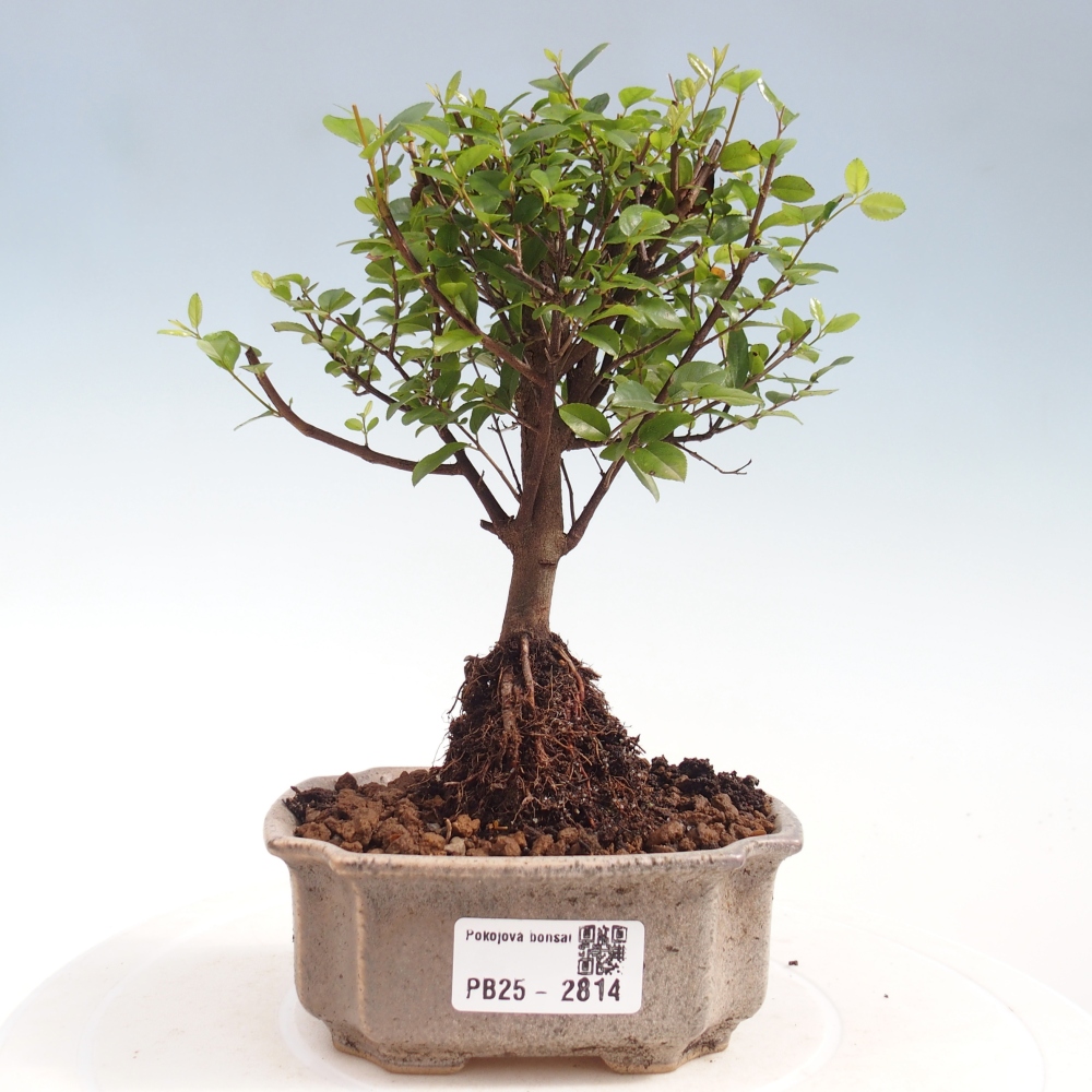 Pokojová bonsai - Sagerécie thea - Sagerécie thea