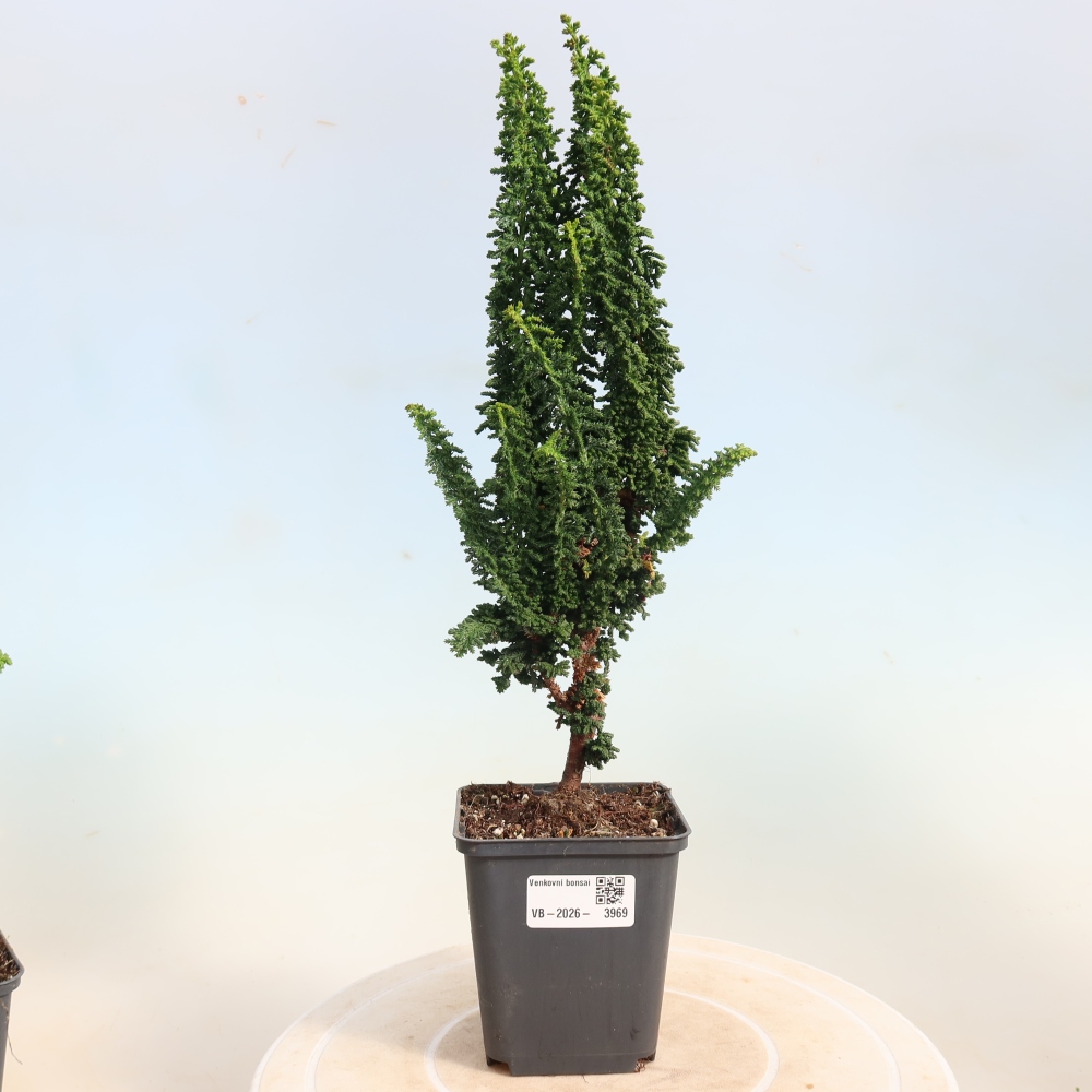 Venkovní bonsai - Cham. obtusa SEKKA HINOKI - Cypřišek