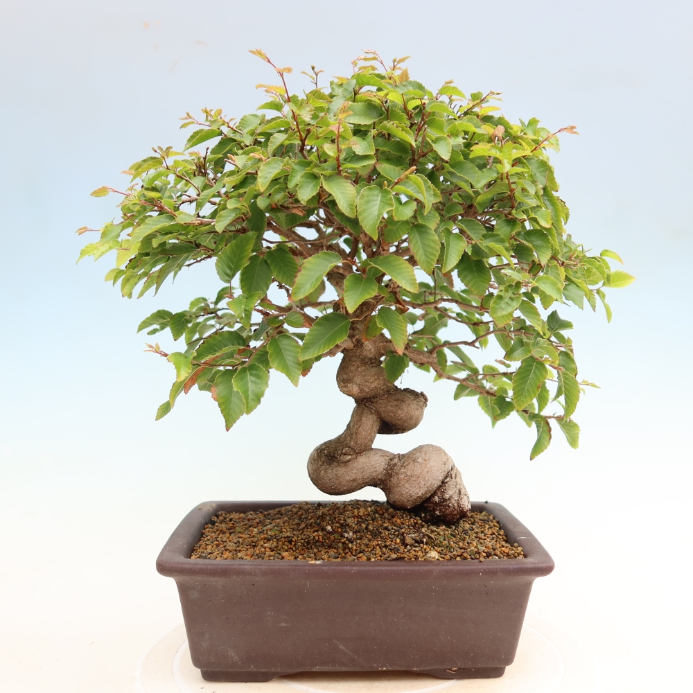 Venkovní bonsai -Carpinus Coreana - Habr korejský