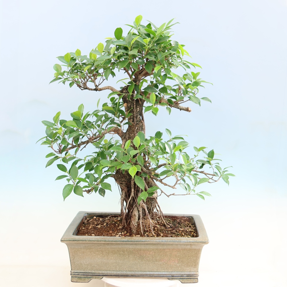 Pokojová bonsai - Ficus kimmen -  malolistý fíkus