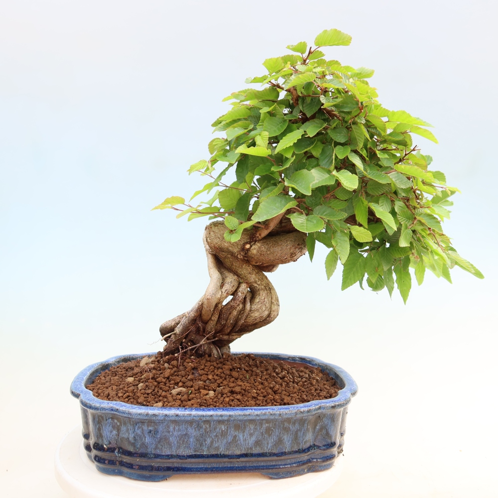 Venkovní bonsai -Carpinus Coreana - Habr korejský