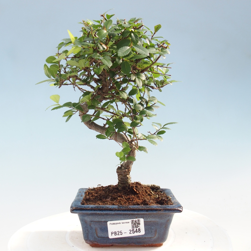 Pokojová bonsai - Ulmus parvifolia - Malolistý jilm