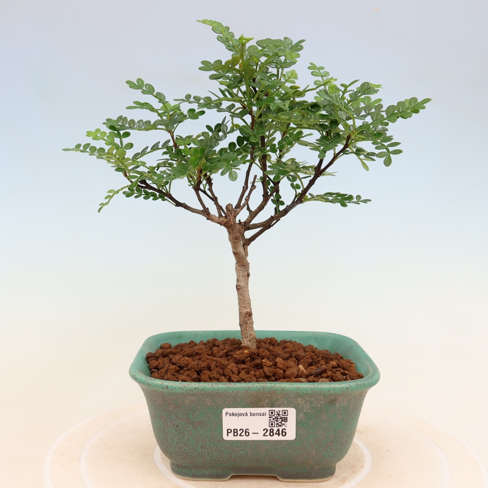 Pokojová bonsai - Zantoxylum piperitum - Pepřovník