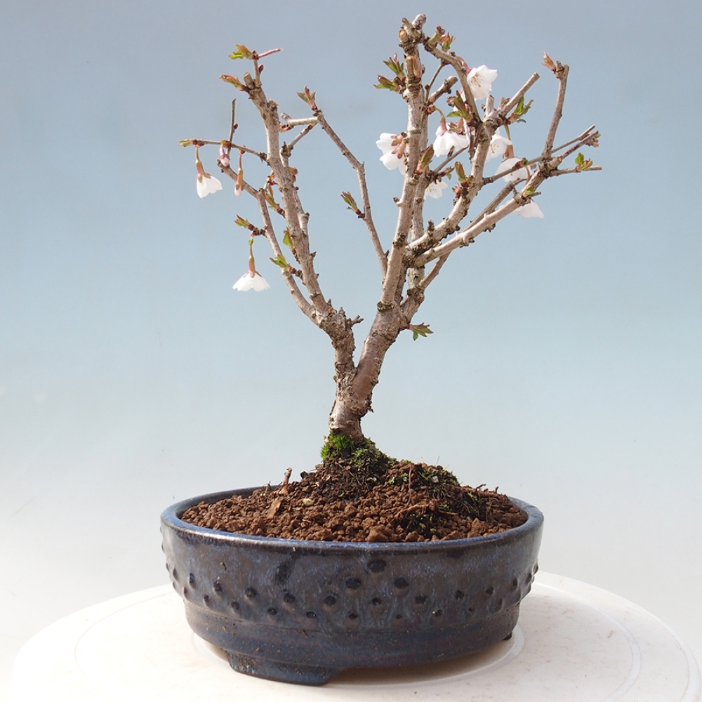 Venkovní bonsai - Prunus incisa Kojou-no mai-Slivoň vyříznutá
