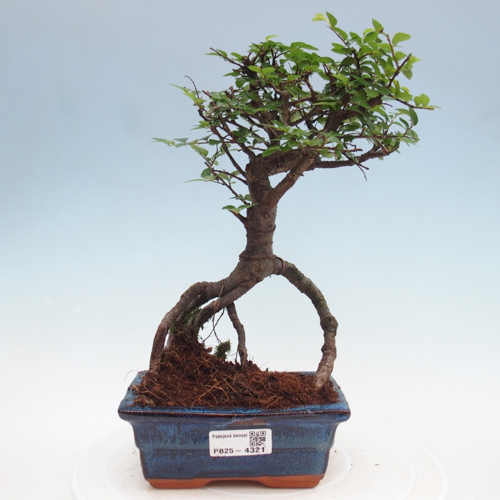 Pokojová bonsai - Ulmus parvifolia - Malolistý jilm