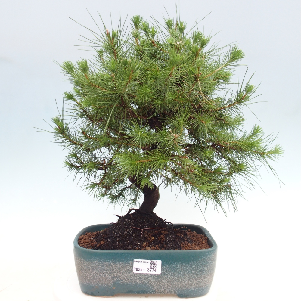 Pokojová bonsai-Pinus halepensis-Borovice alepská