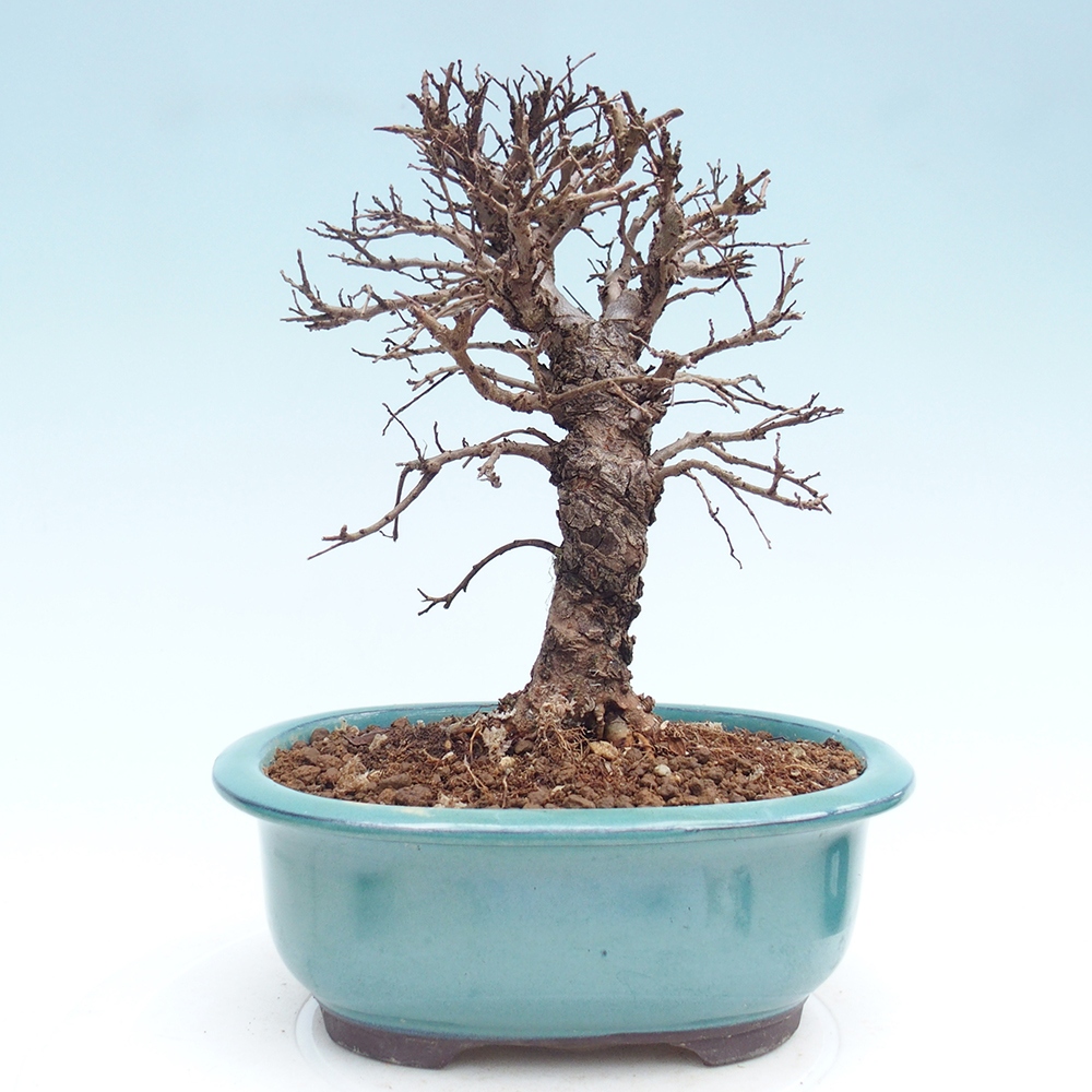 Venkovní bonsai - Zelkova - Zelkova NIRE