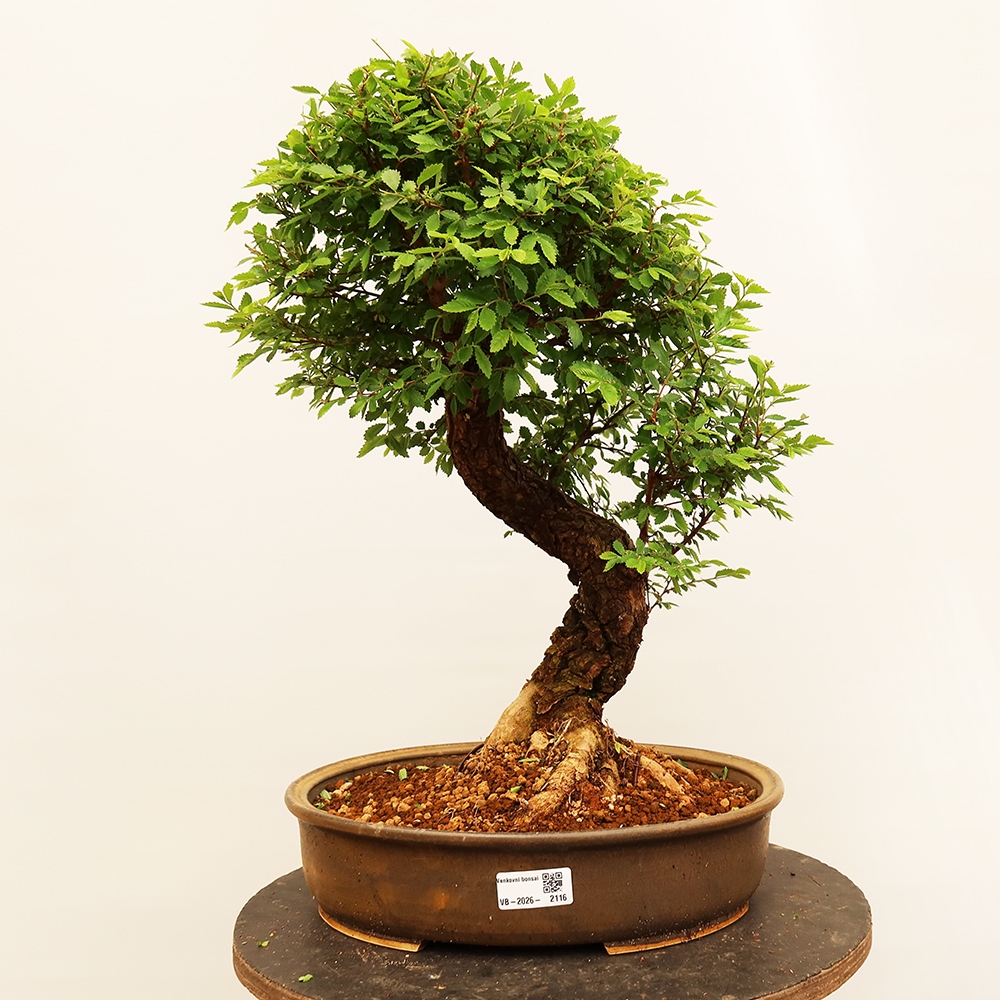 Venkovní bonsai - Zelkova - Zelkova NIRE
