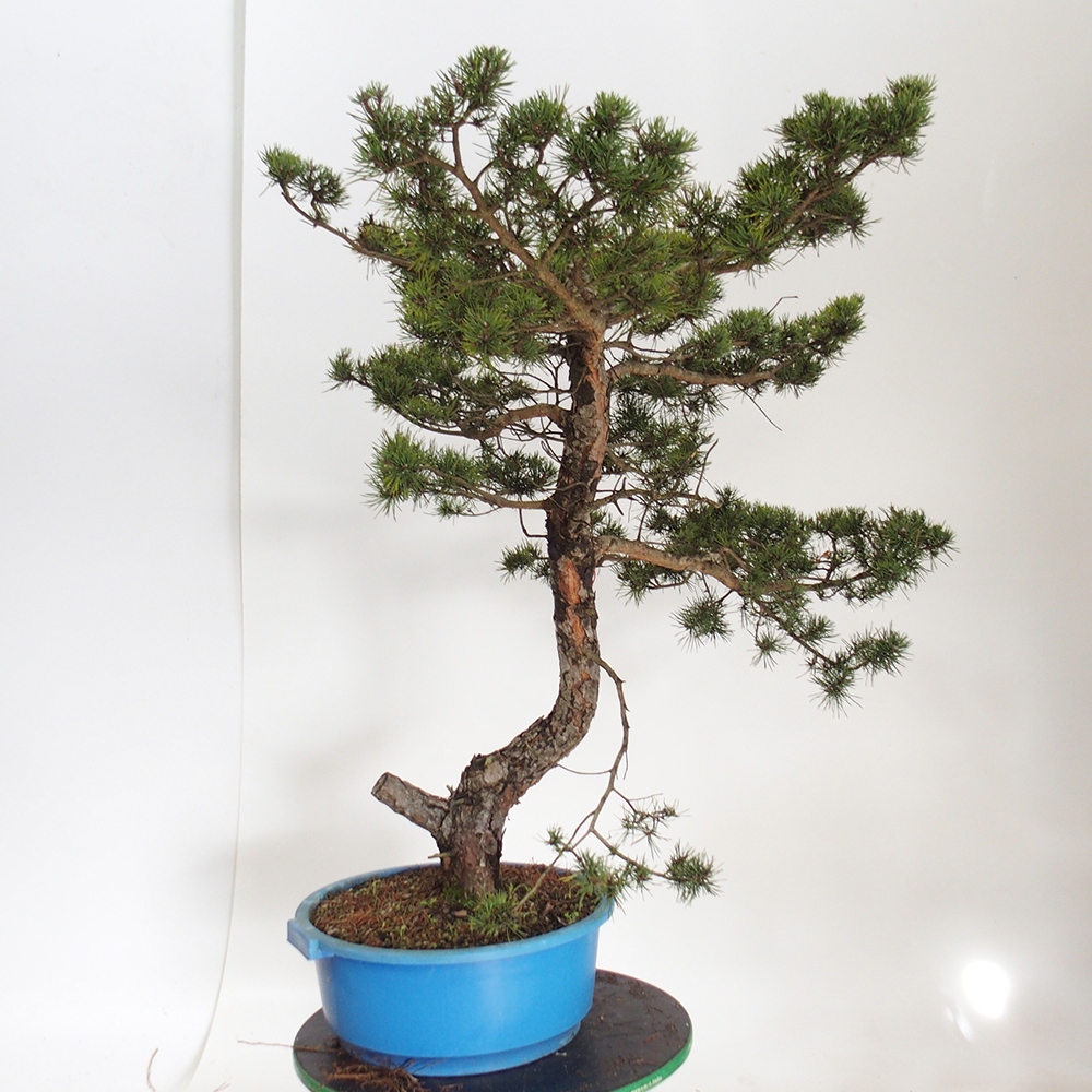 Yamadori - Pinus sylvestris Španělsko