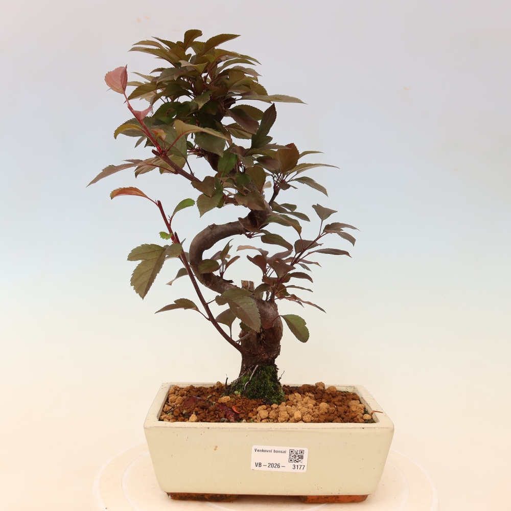 Venkovní bonsai -Malus domestica - Maloplodá jabloň červenolistá