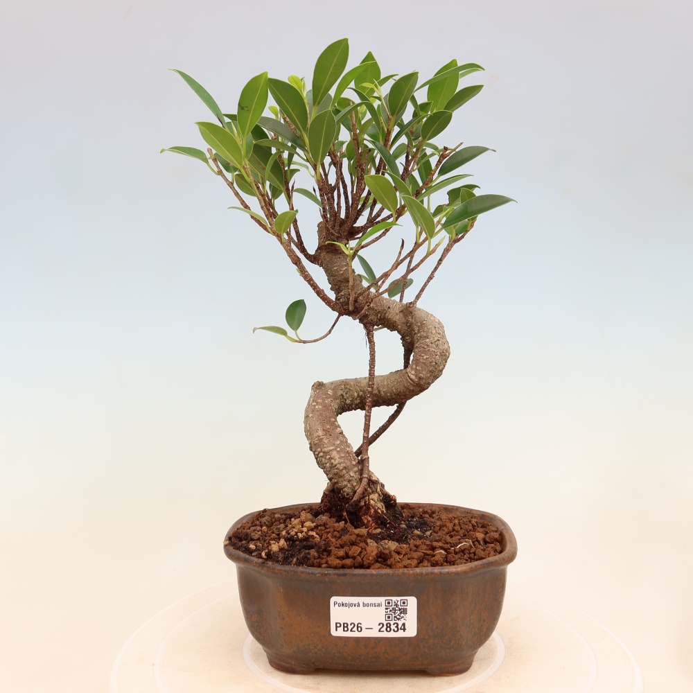 Pokojová bonsai - Ficus kimmen -  malolistý fíkus