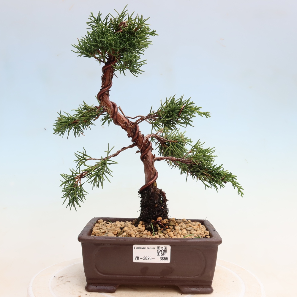 Venkovní bonsai - Juniperus chinensis Kishu -Jalovec čínský