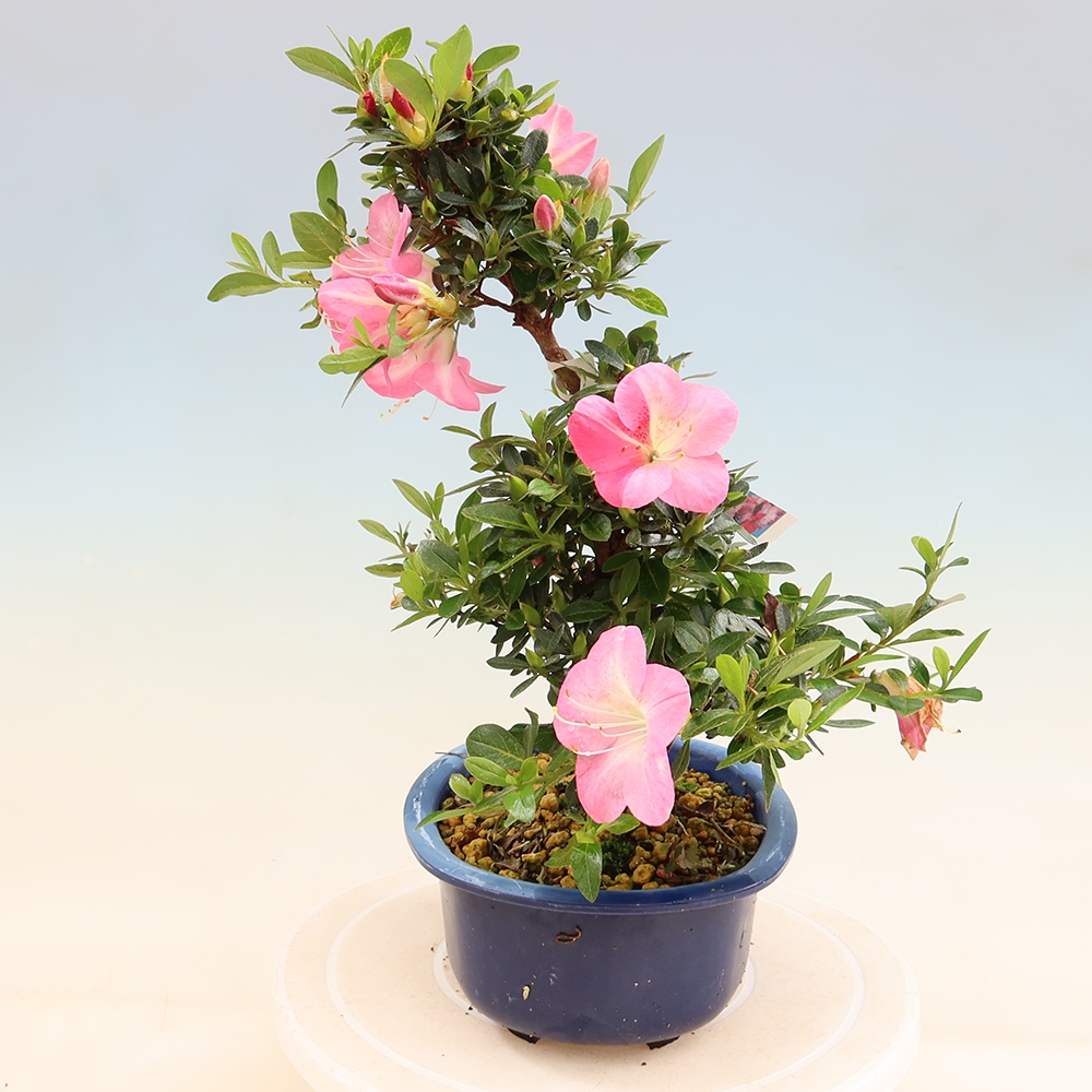 Venkovní bonsai - Japonská azalka - Azalea Santoka