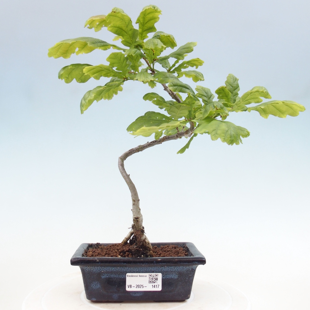 Venkovní bonsai - Quercus robur - Dub letní