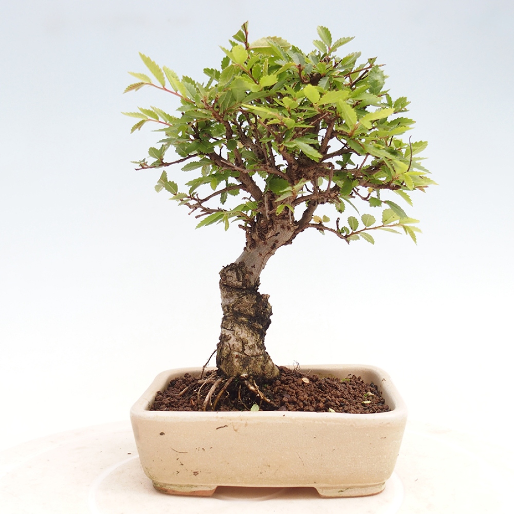 Venkovní bonsai - Zelkova - Zelkova NIRE