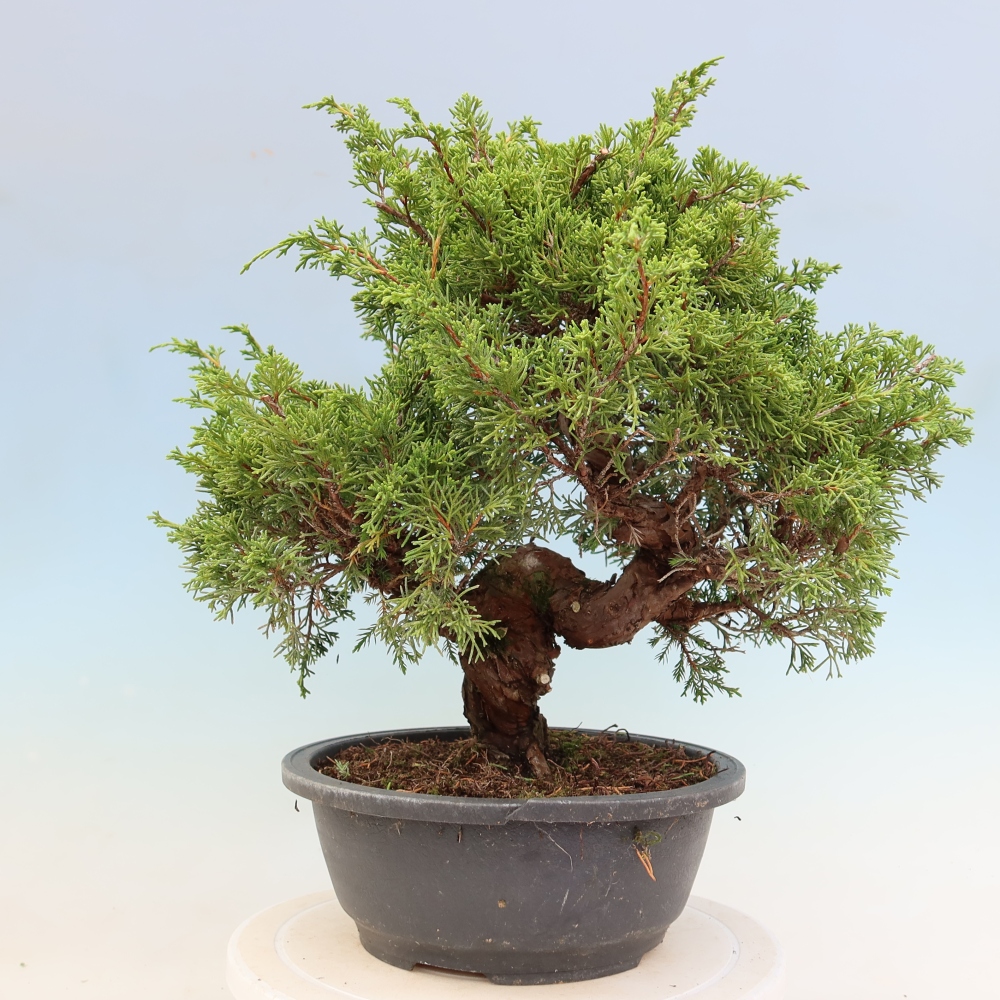 Venkovní bonsai - Juniperus chinensis Itoigawa-Jalovec čínský
