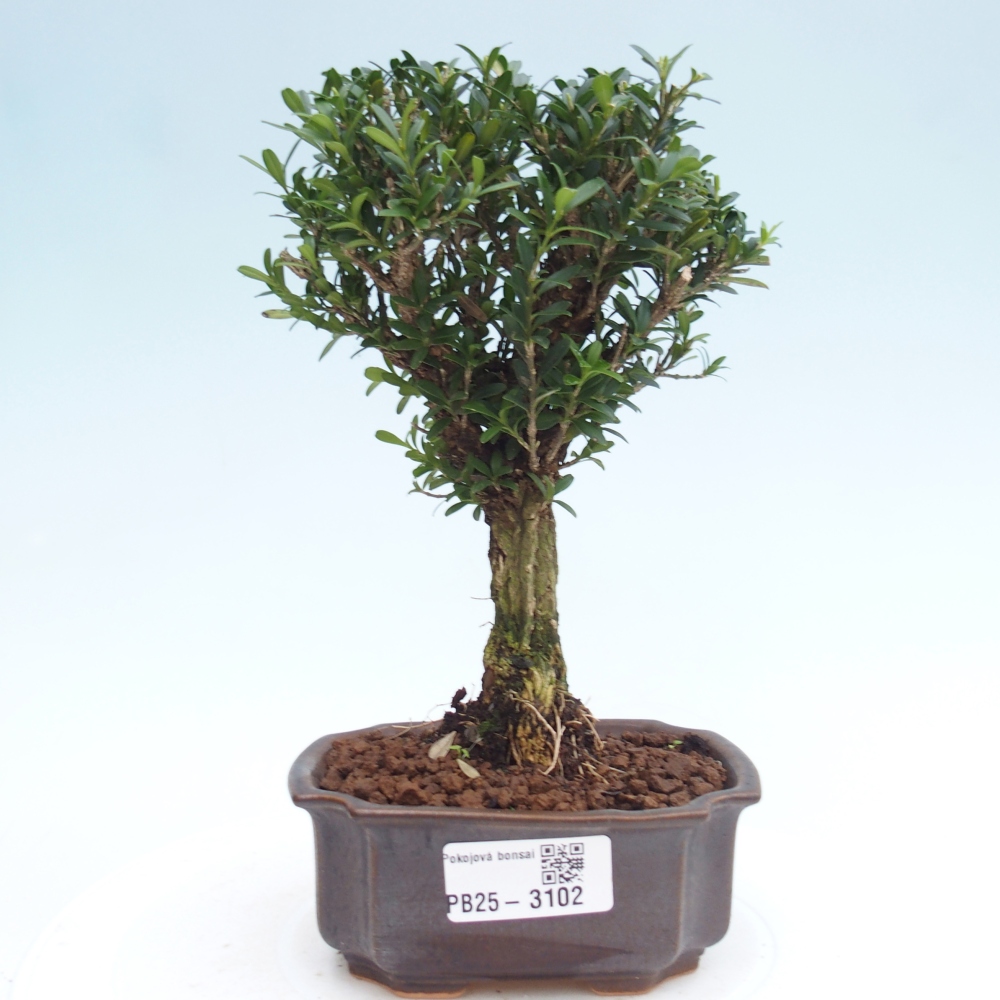 Pokojová bonsai - Buxus harlandii -korkový buxus