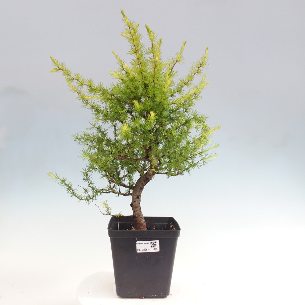 Venkovní bonsai -Larix decidua - Modřín opadavý 