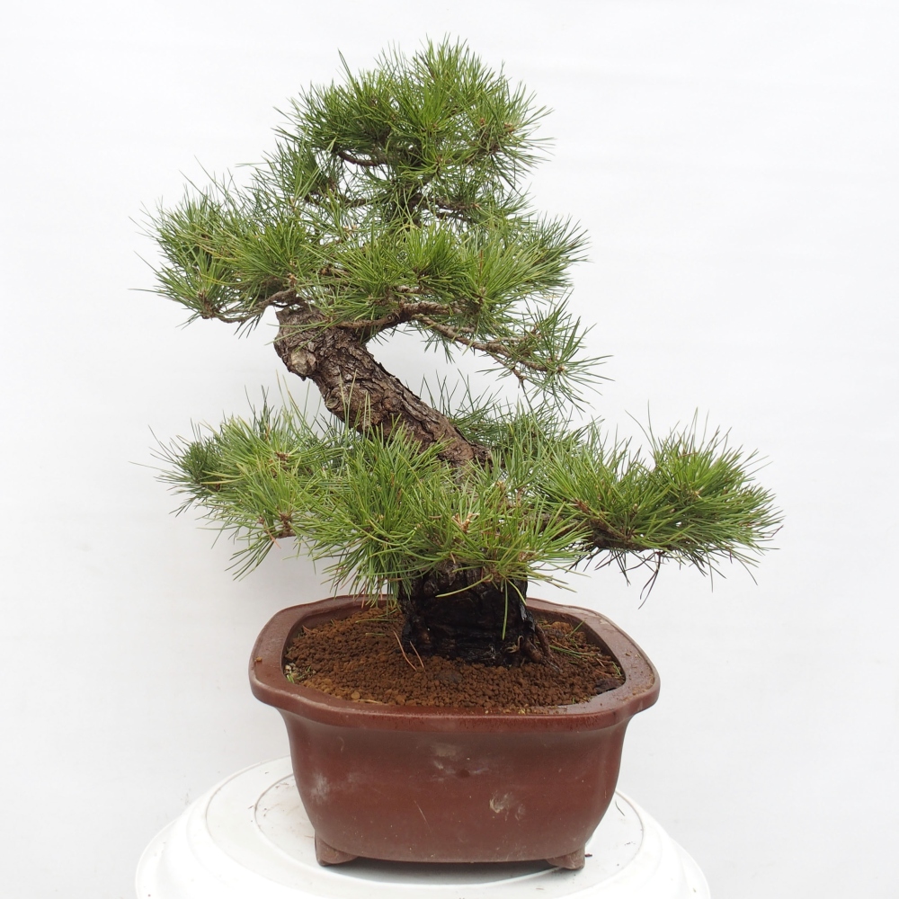 Venkovní bonsai - Pinus thunbergii - Borovice thunbergova