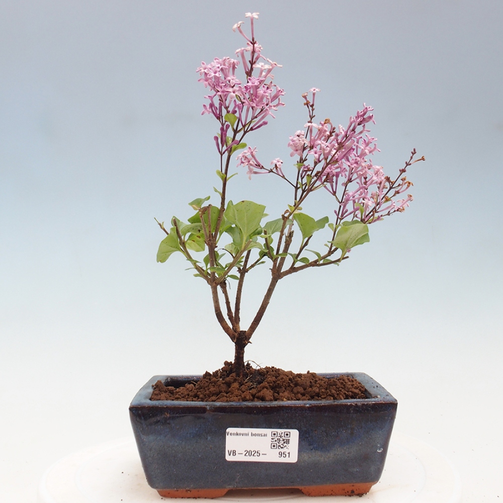 Venkovní bonsai - Syringa Meyeri Palibin - Šeřík Meyerův