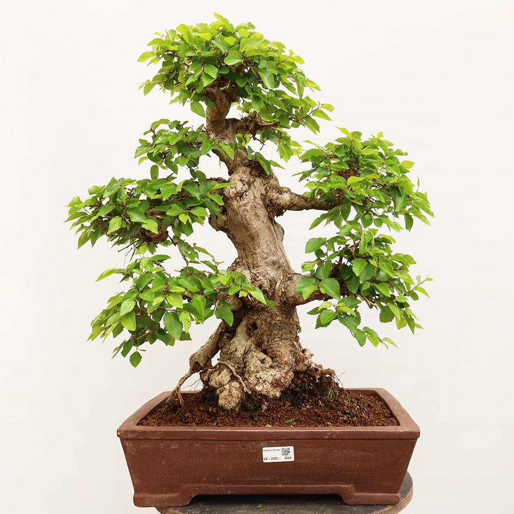 Venkovní bonsai -Carpinus Coreana - Habr korejský