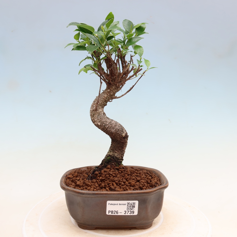 Pokojová bonsai - Ficus kimmen -  malolistý fíkus
