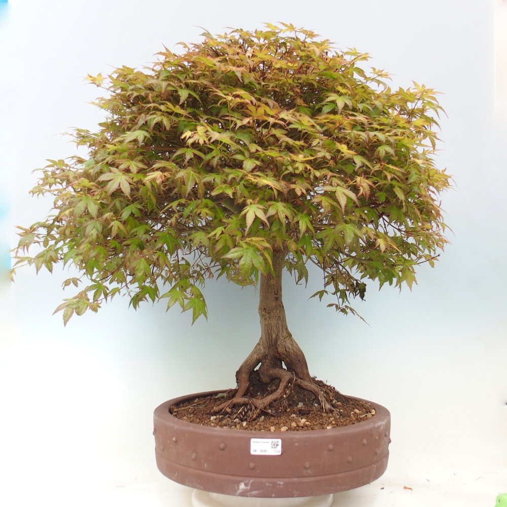 Javor dlanitolistý - Acer palmatum Beni Tsukasa