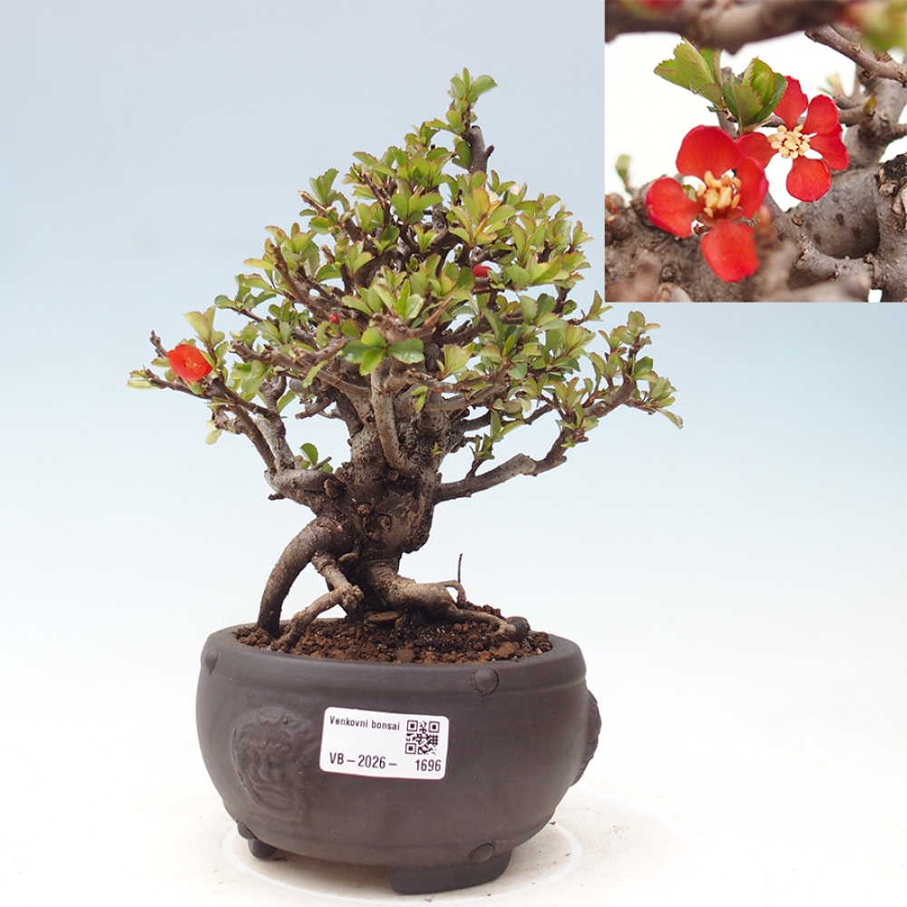 Venkovní  bonsai -  Chaneomeles speciosa - Kdoulovec ozdobný
