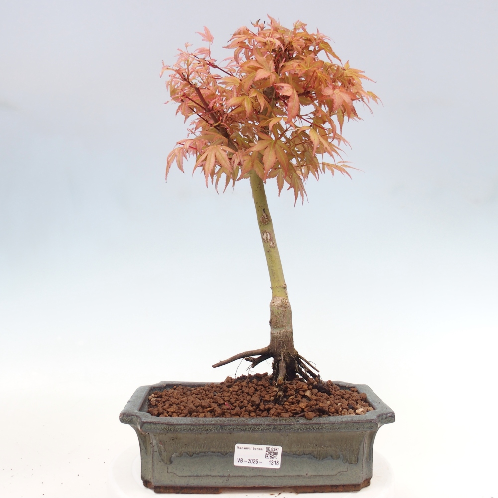 Javor dlanitolistý - Acer palmatum Beni Tsukasa