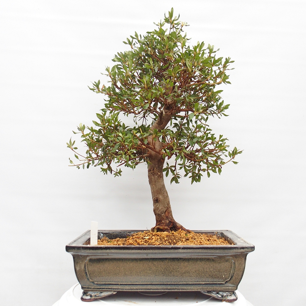 Venkovní bonsai - Japonská azalka - Azalea Chihiro